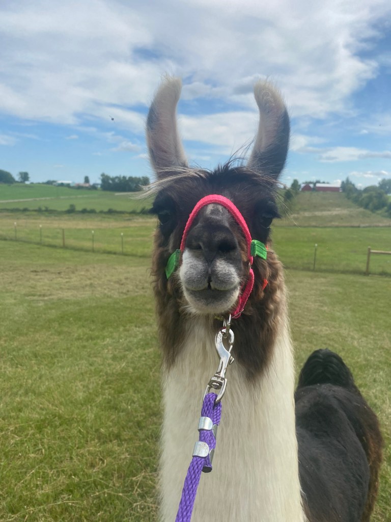 Standing Rock's Playboy (m)