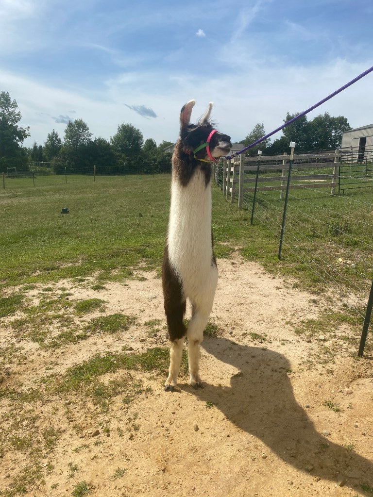 Standing Rock's Playboy (m)