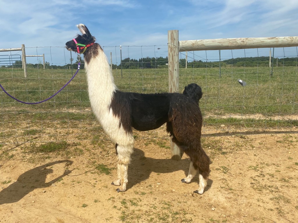 Standing Rock's Playboy (m)