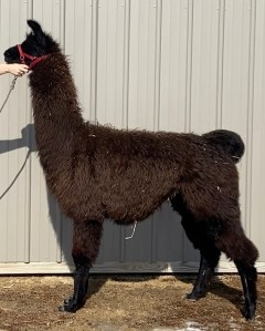 Standing Rock's Black Out (m)