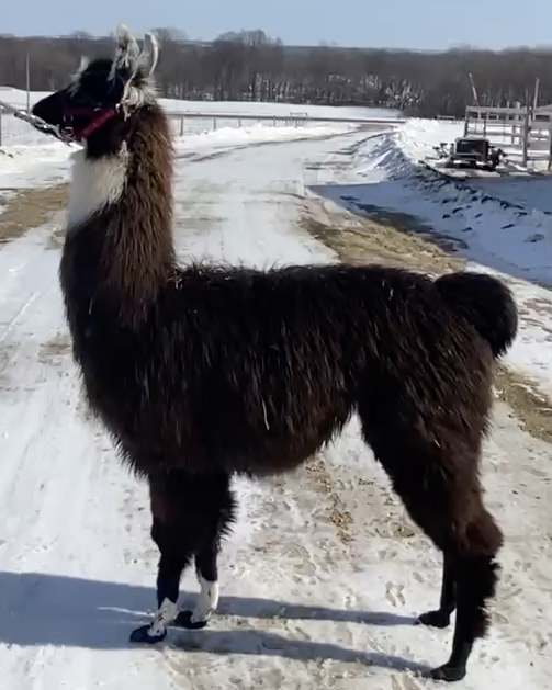Standing Rock's Bourbon Cowboy (m)