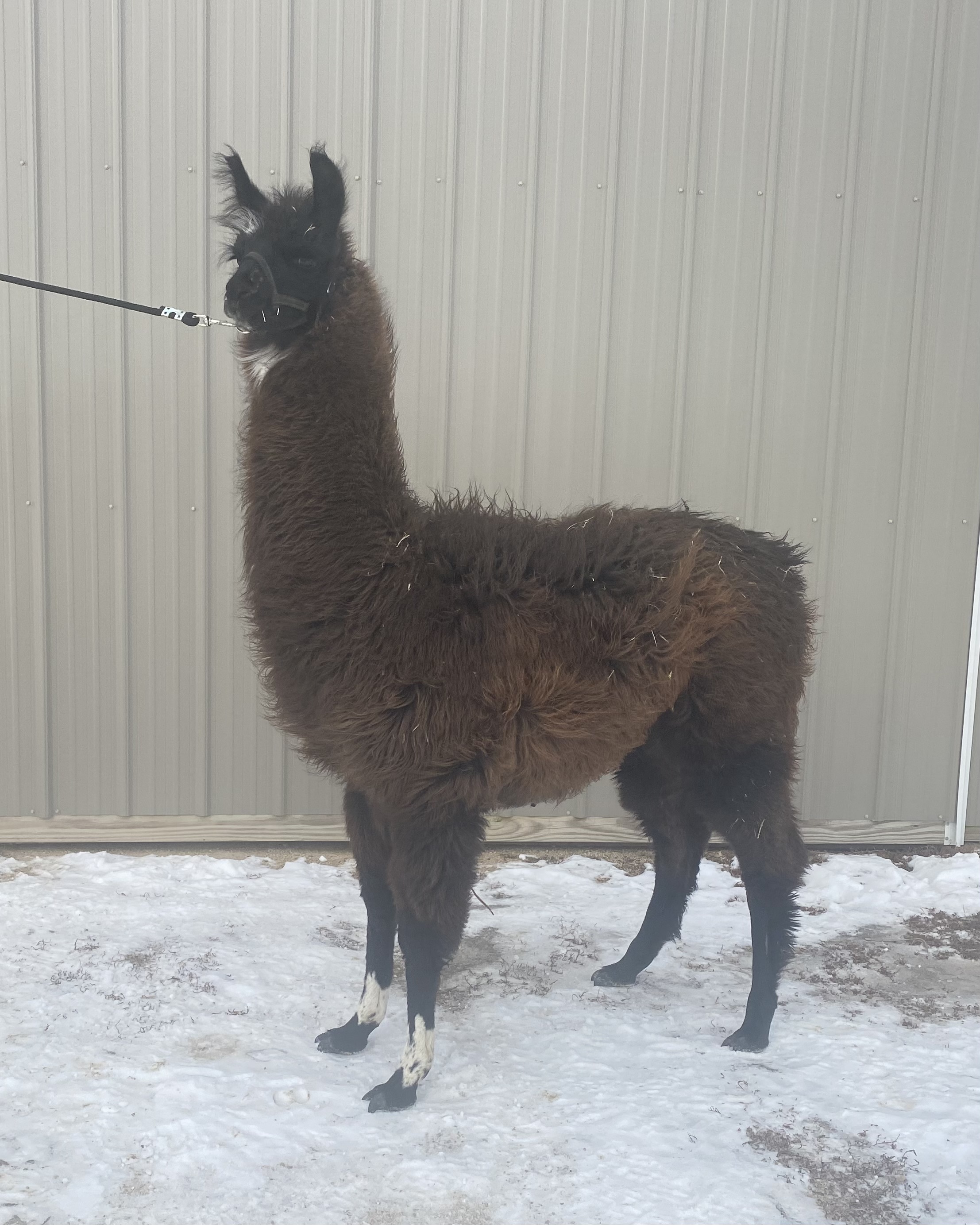 Standing Rock's The Big Le-Brewski (m)