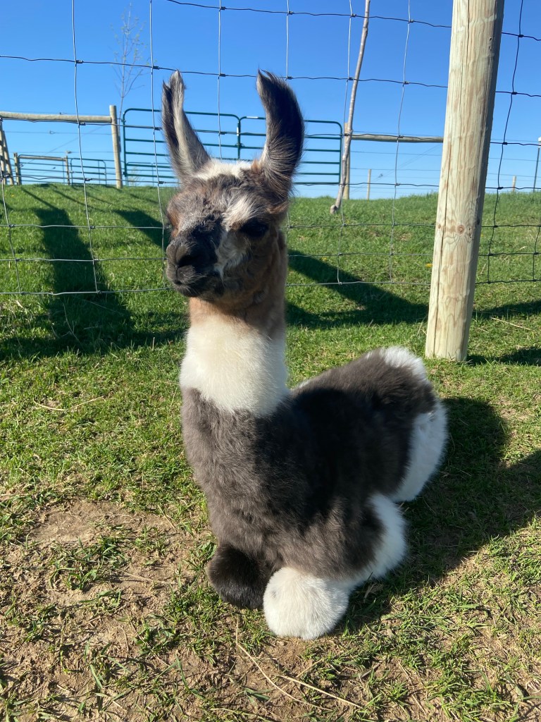 Standing Rock's Covered in Chrome (m)