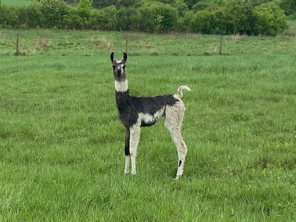 Standing Rock's Covered in Chrome (m)