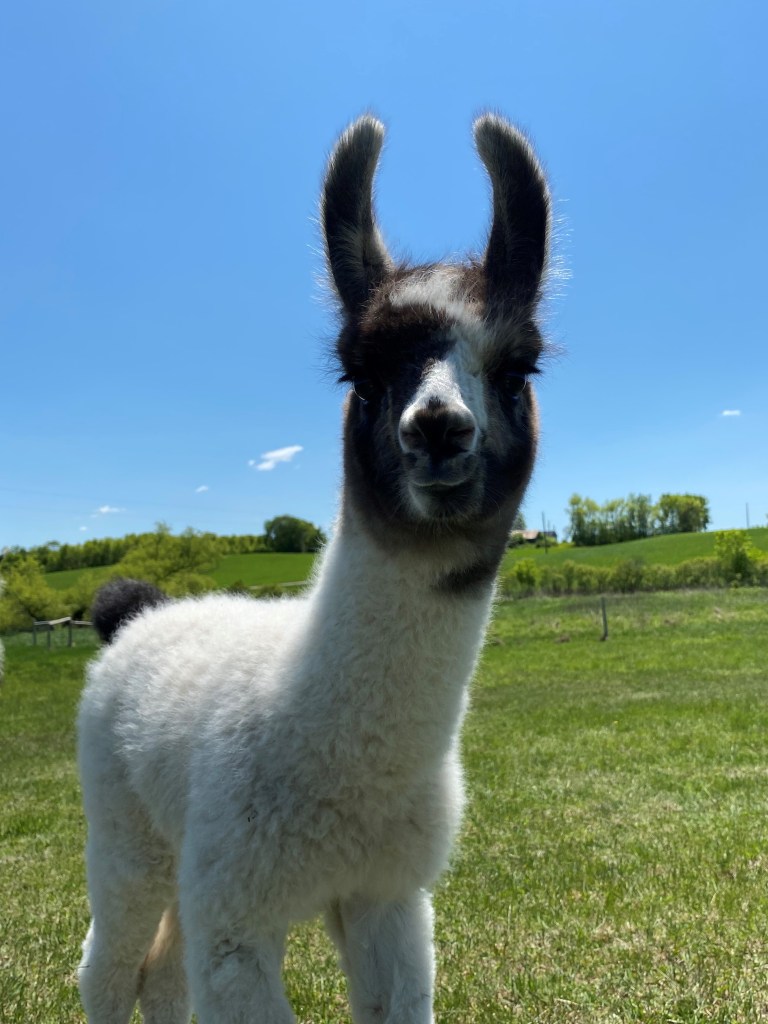 Standing Rock's Chrome Streak (m)