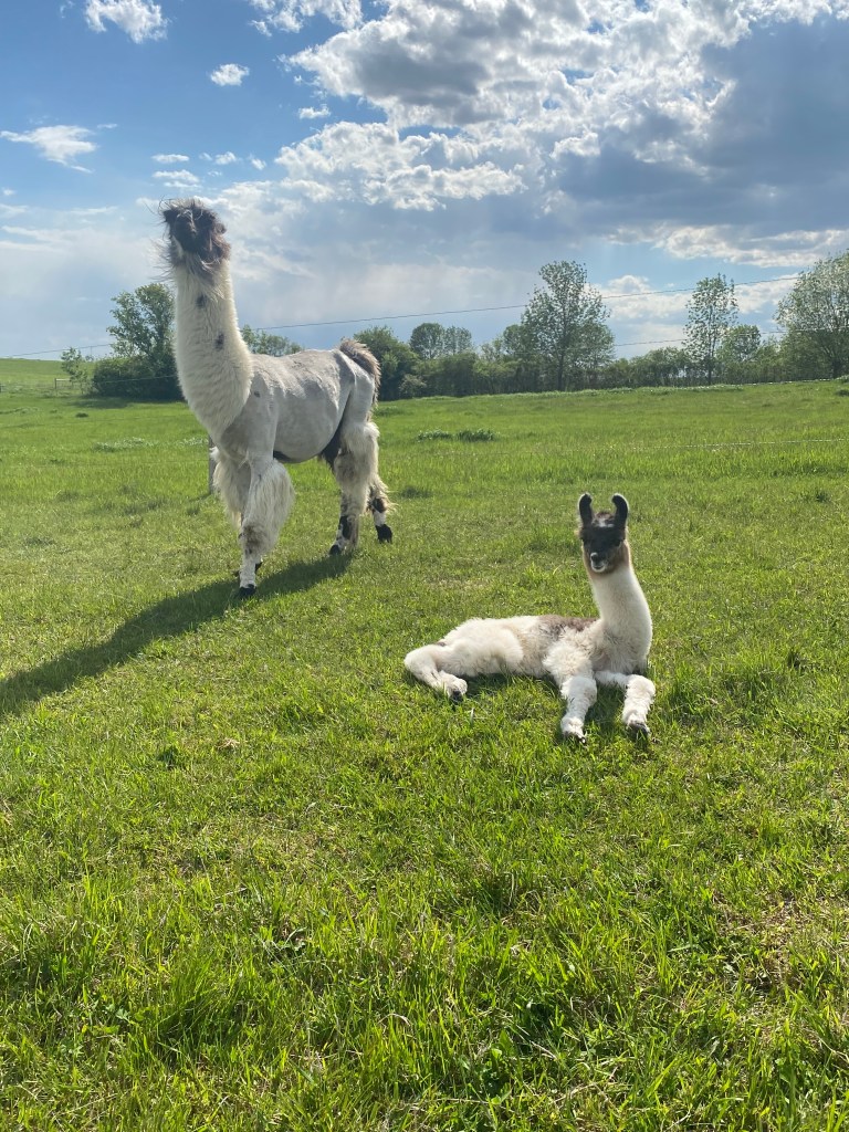 Standing Rock's Hi Ho Silver (m) & BAL Prominence (f)