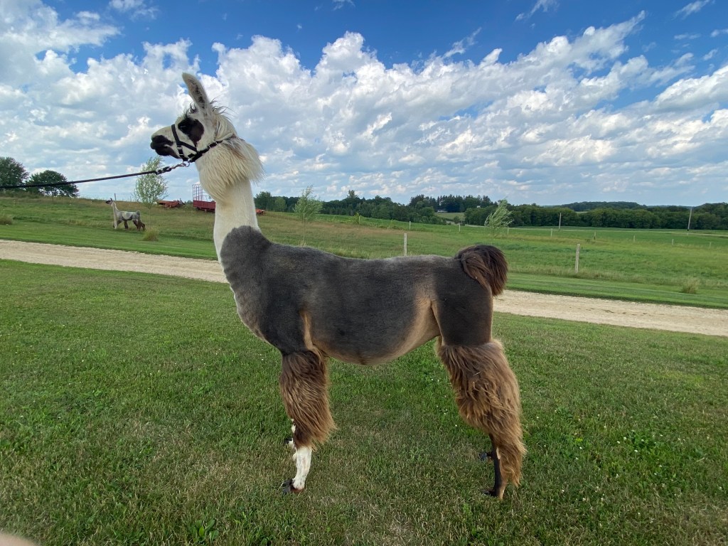 Standing Rock's Summertime Blues (m)