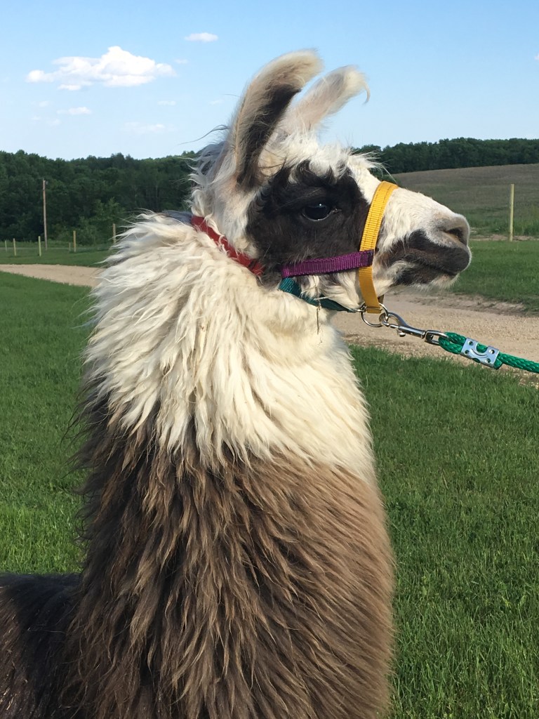 Standing Rock's Etched in Chrome (m)