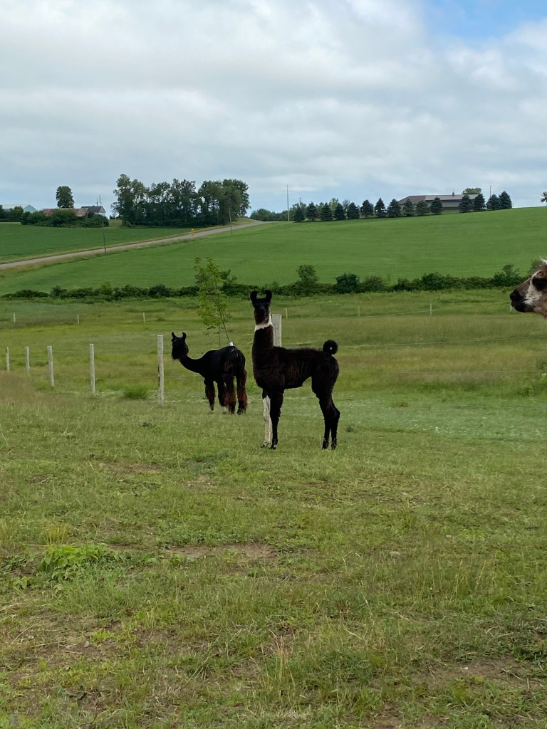Standing Rock's Chrome and Lace (f)