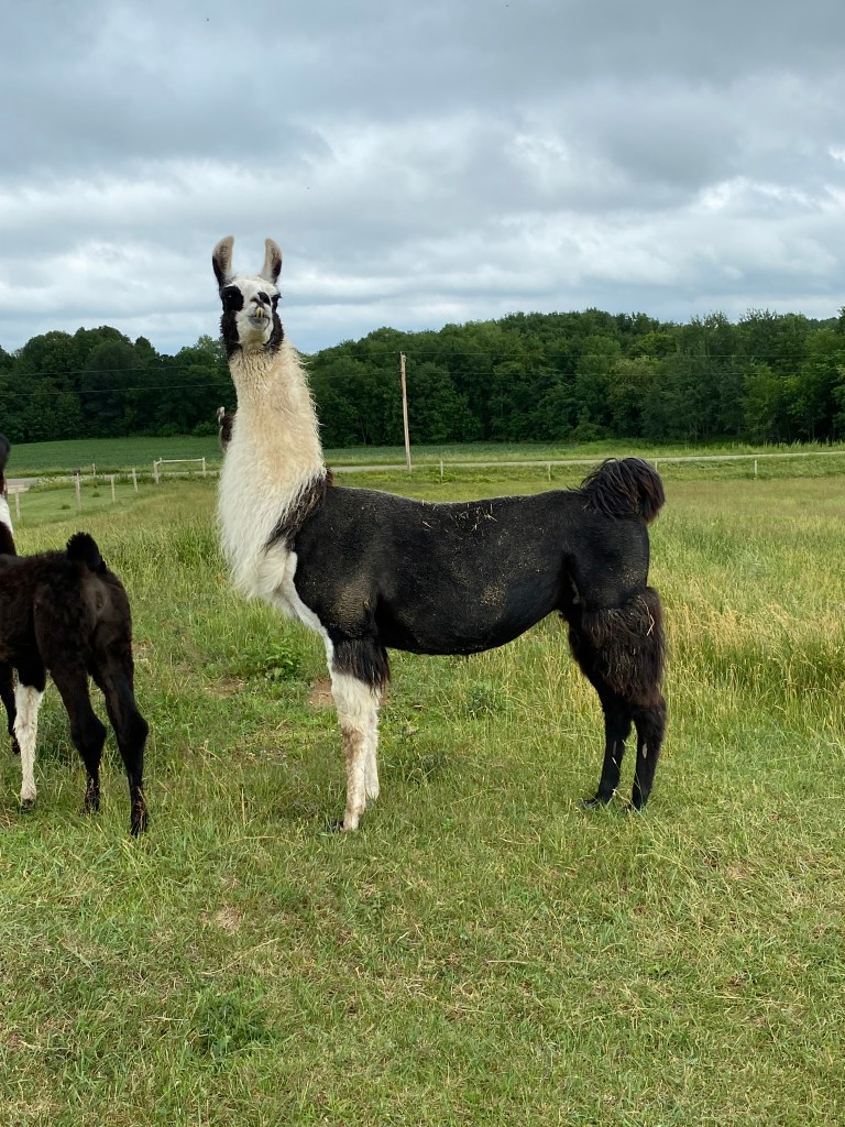 Standing Rock's Covergirl (f)