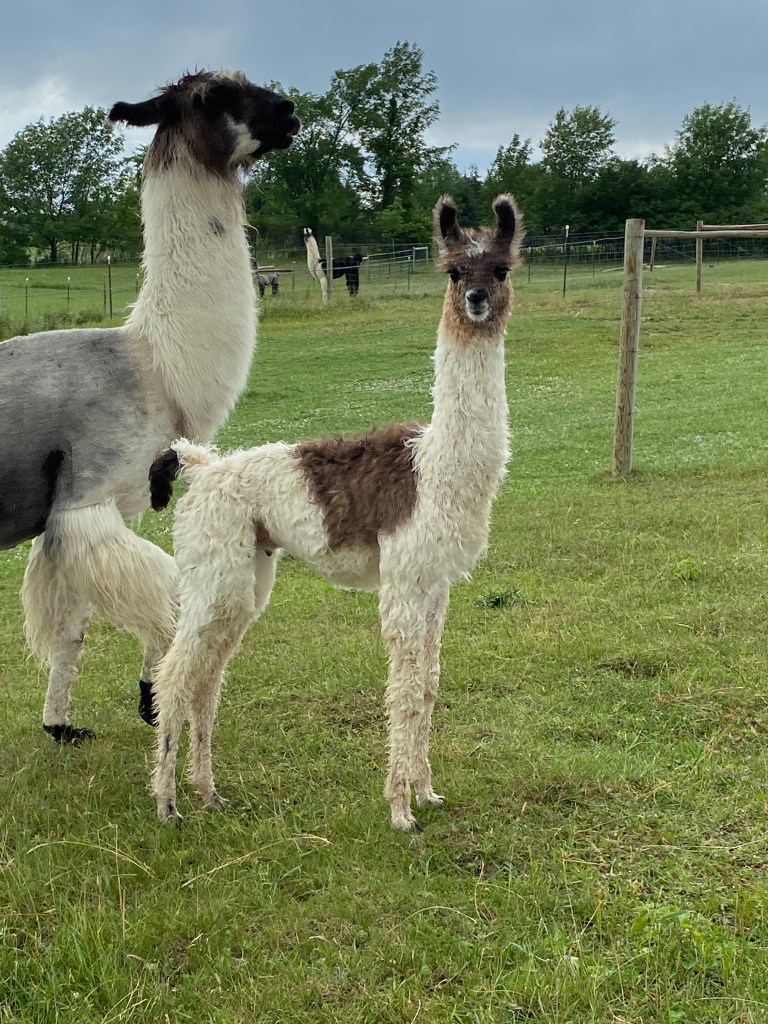 Standing Rock's Hi Ho Chrome (m) and BAL Prominence (f)