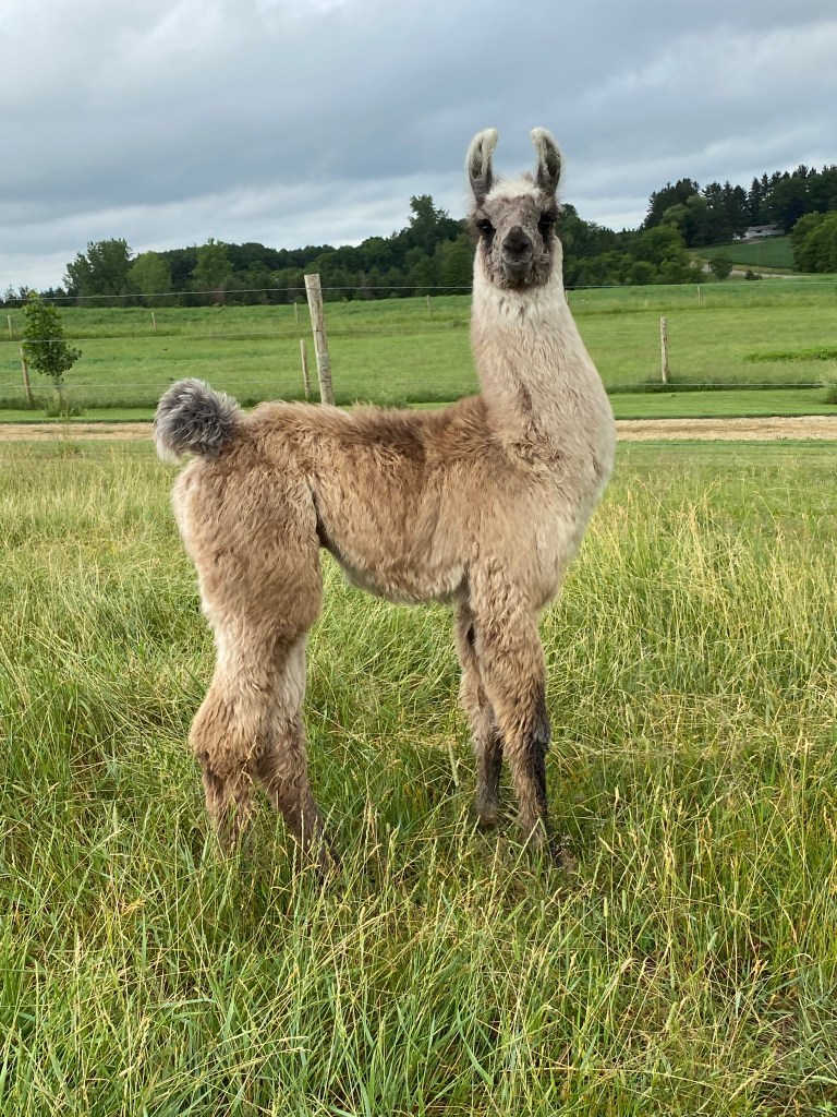 Standing Rock's When In Chrome (m)