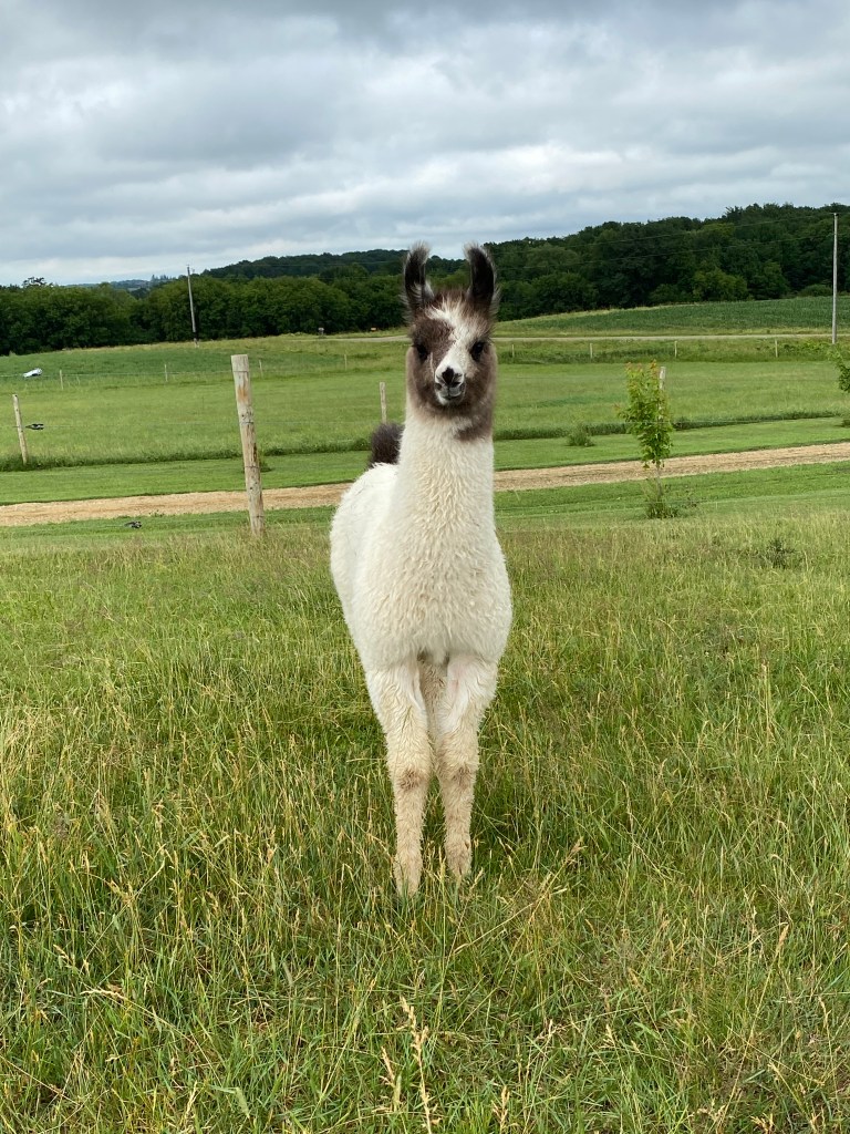 Standing Rock's Chrome Streak (m)