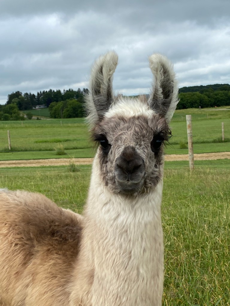 Standing Rock's When In Chrome (m)