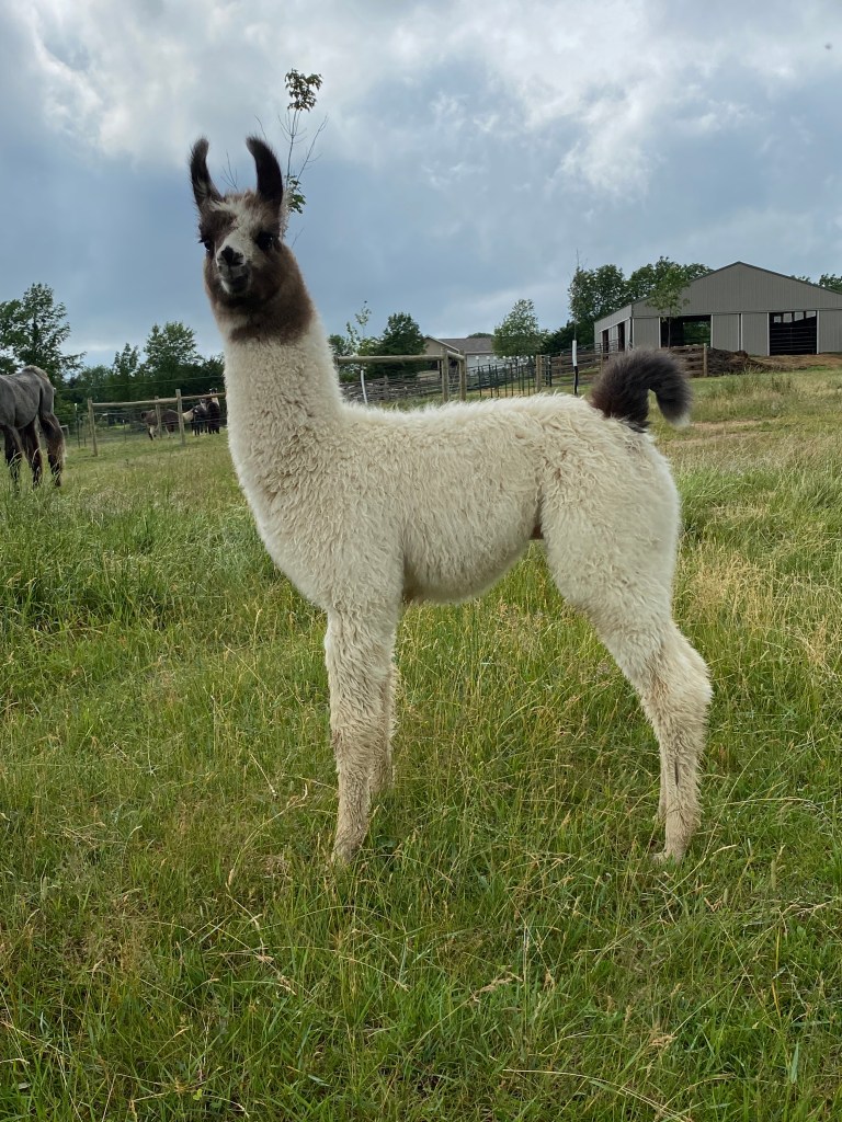 Standing Rock's Chrome Streak (m)